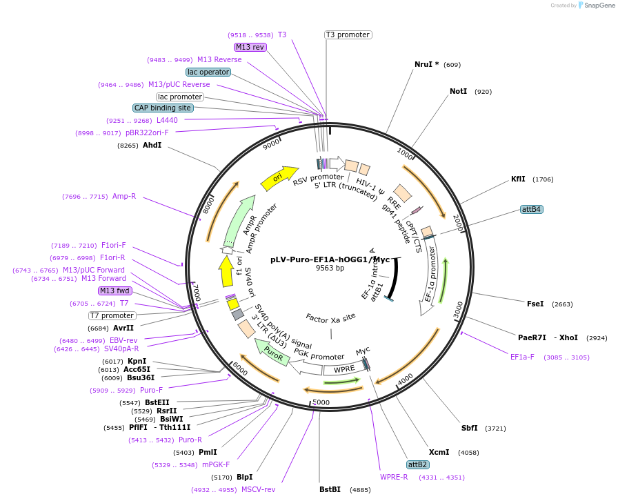 187034-plasmid-map-sequence-id-376582