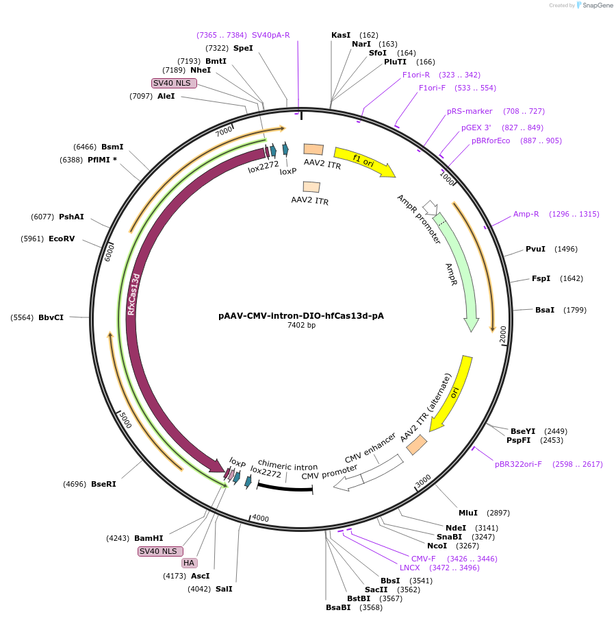 195866-plasmid-map-sequence-id-383150