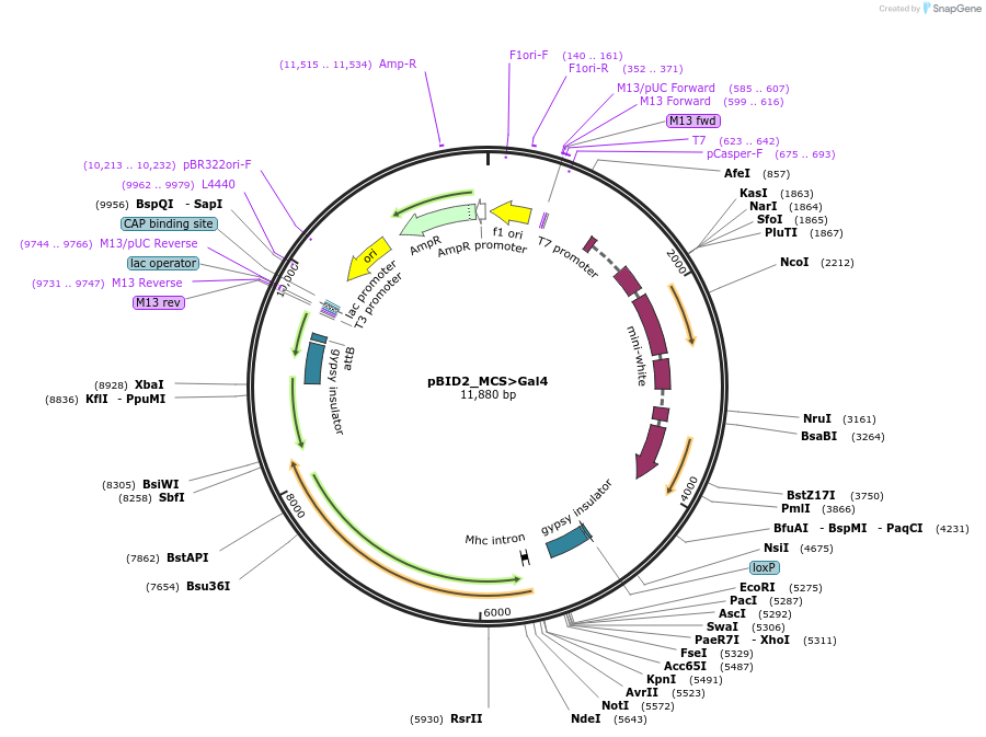 194961-plasmid-map-sequence-id-384164