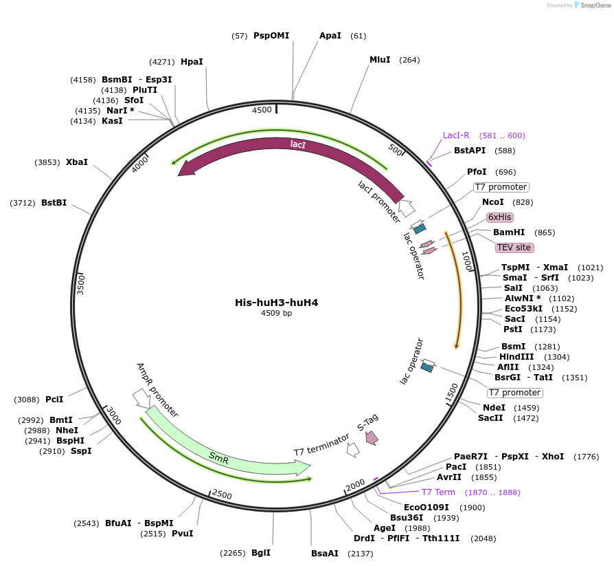 197272-plasmid-map-sequence-id-388992