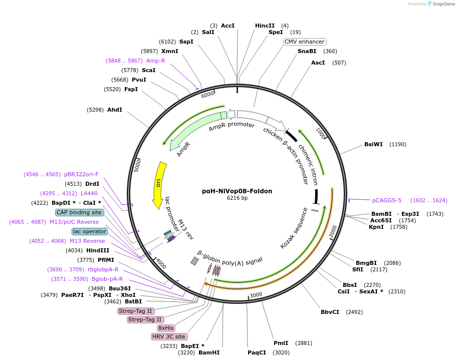 200390-plasmid-map-sequence-id-396580