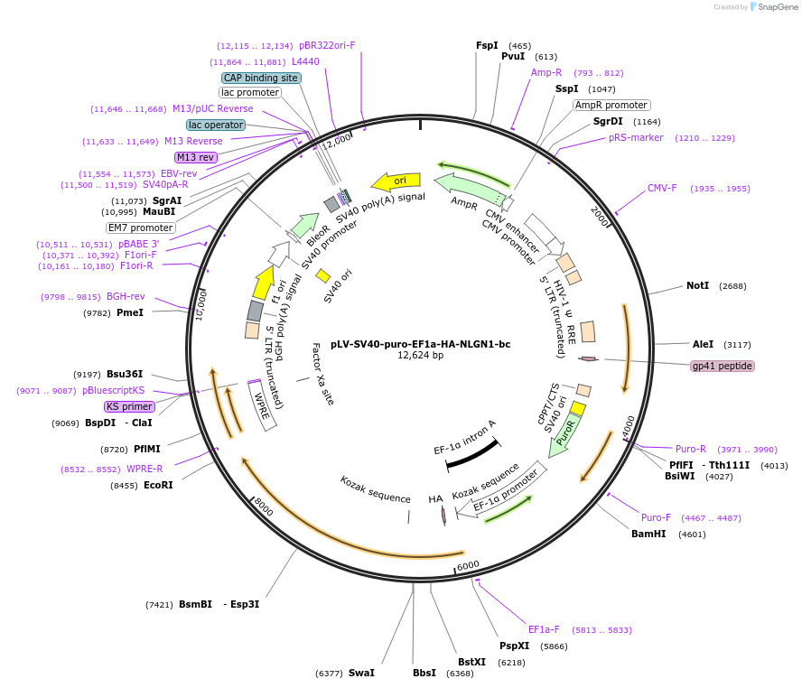 200167-plasmid-map-sequence-id-396874