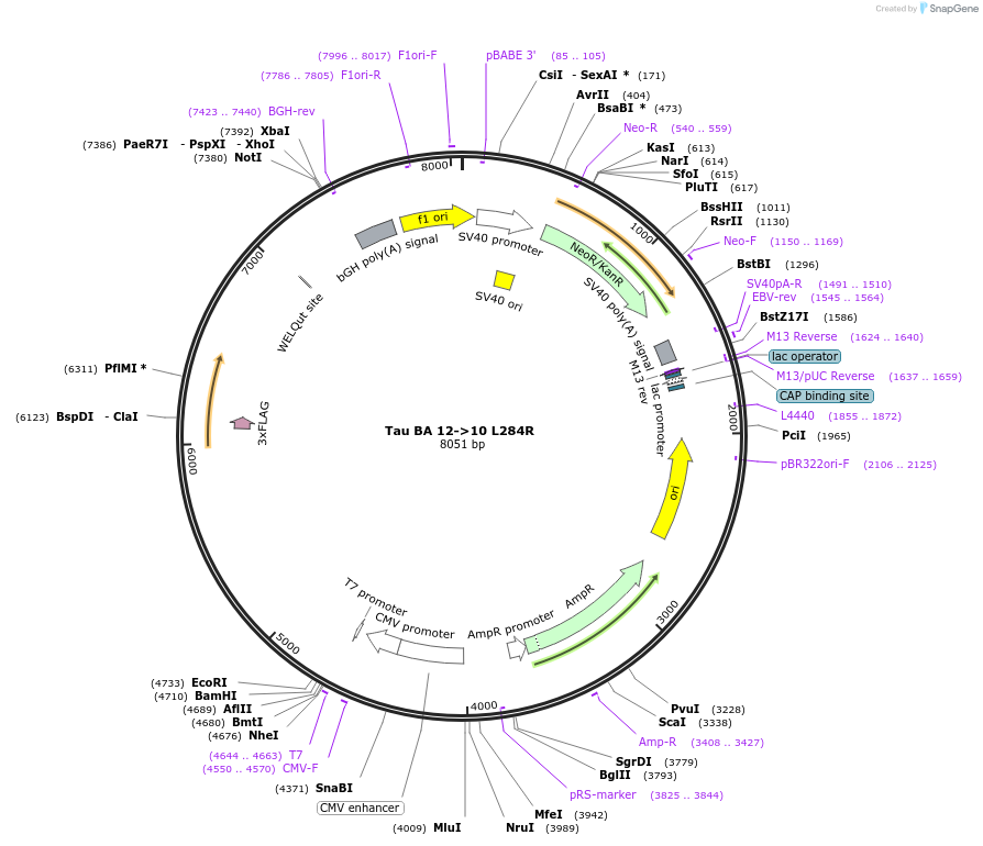 203382-plasmid-map-sequence-id-401524