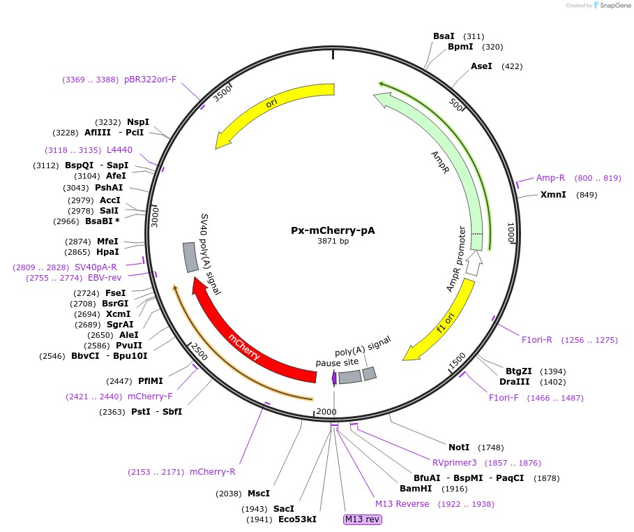 202049-plasmid-map-sequence-id-401595
