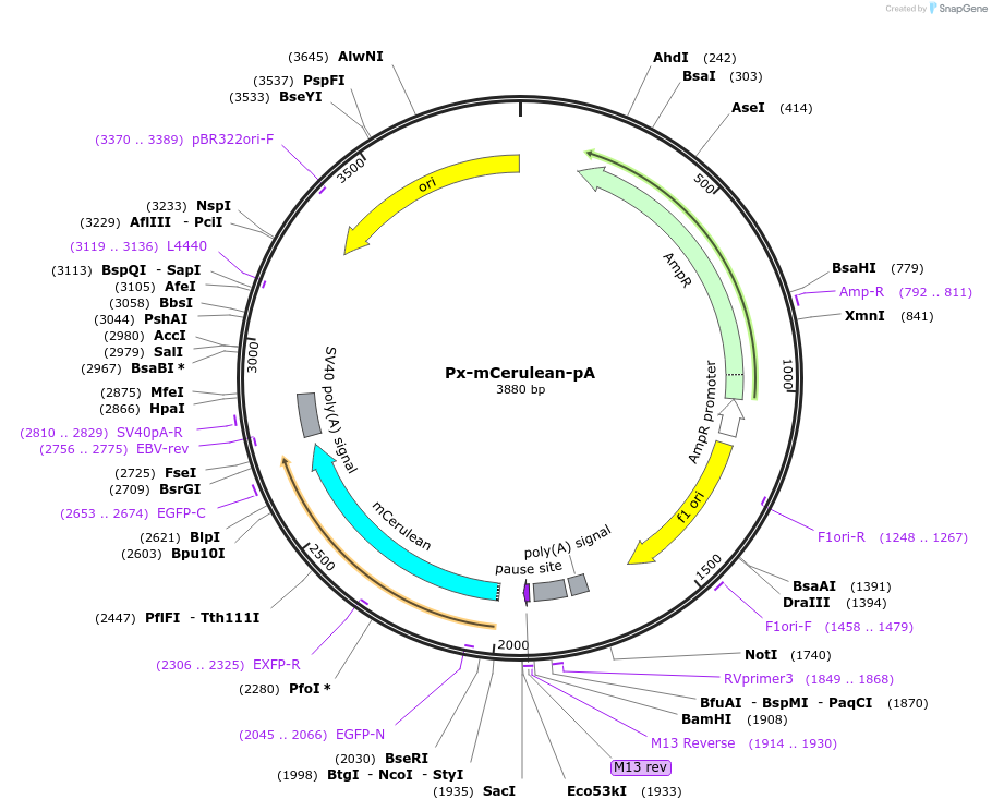 202048-plasmid-map-sequence-id-401600