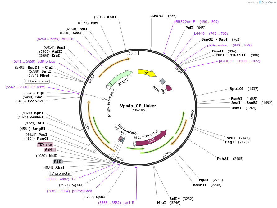 203361-plasmid-map-sequence-id-402889