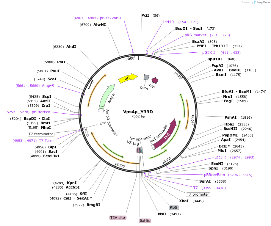 203360-plasmid-map-sequence-id-402890