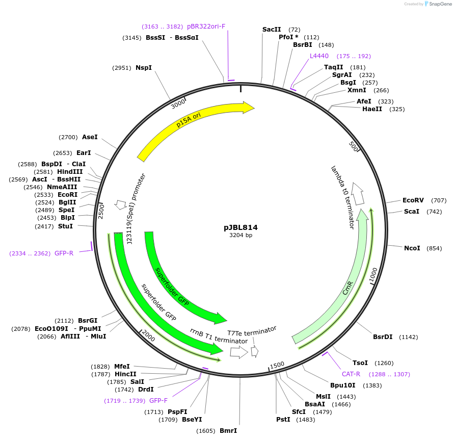 204133-plasmid-map-sequence-id-403407