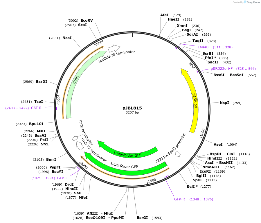 204134-plasmid-map-sequence-id-403409