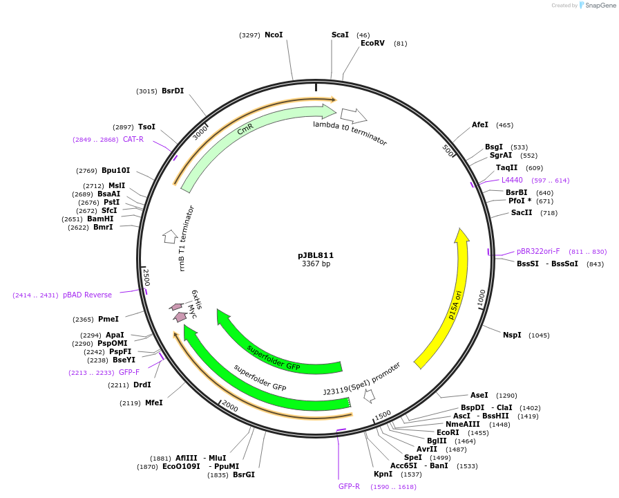 204135-plasmid-map-sequence-id-403410
