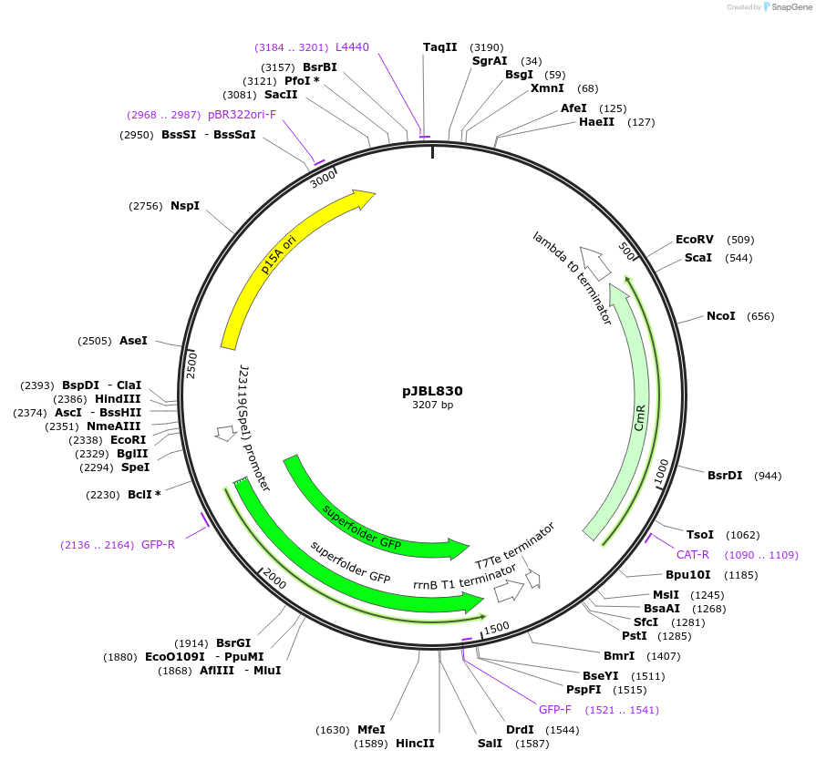 204136-plasmid-map-sequence-id-403412