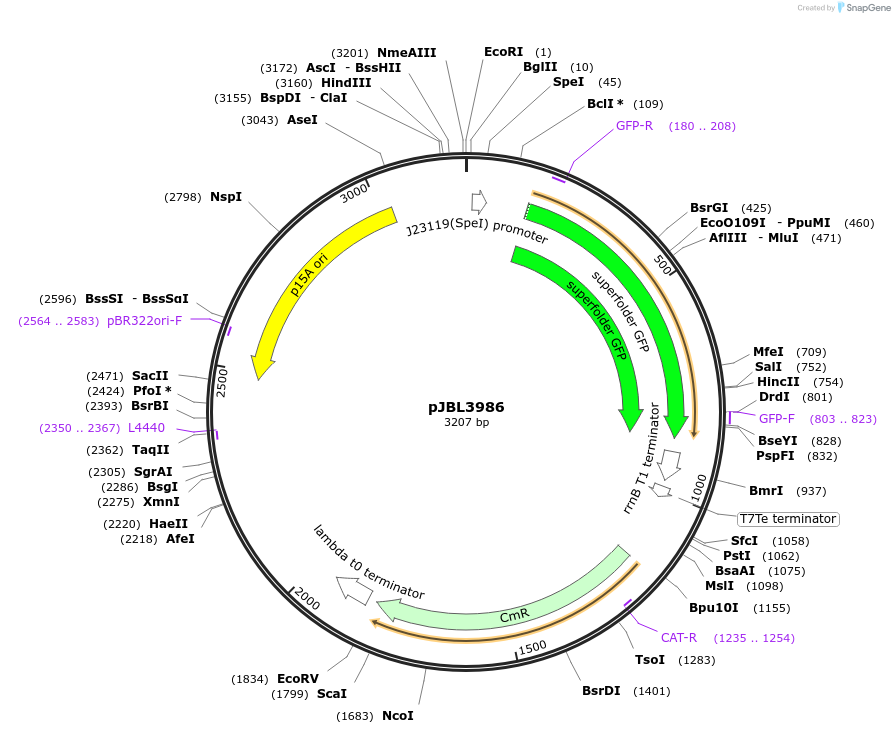 204132-plasmid-map-sequence-id-404781