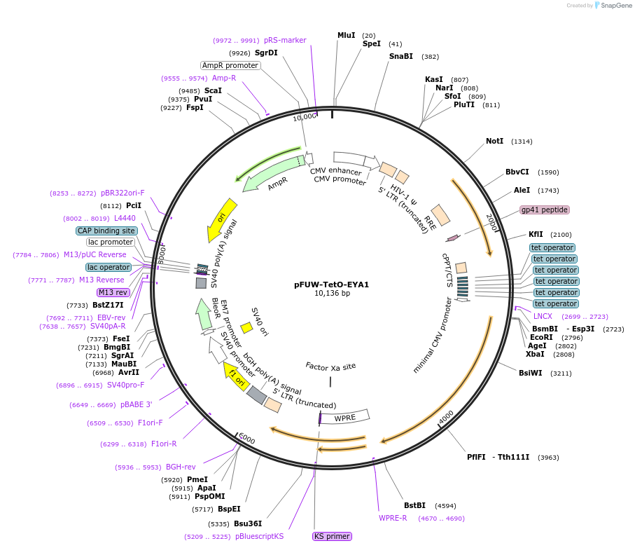 207209-plasmid-map-sequence-id-411208