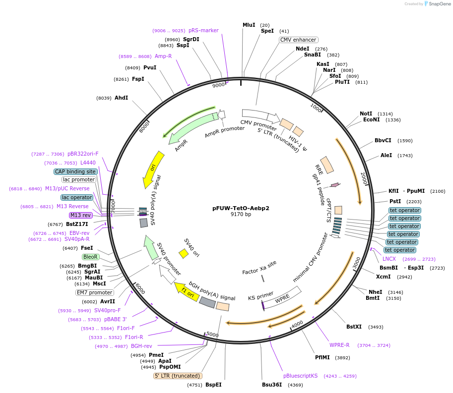 207183-plasmid-map-sequence-id-412209
