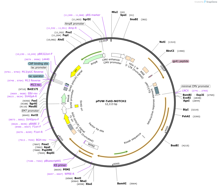 207193-plasmid-map-sequence-id-412212