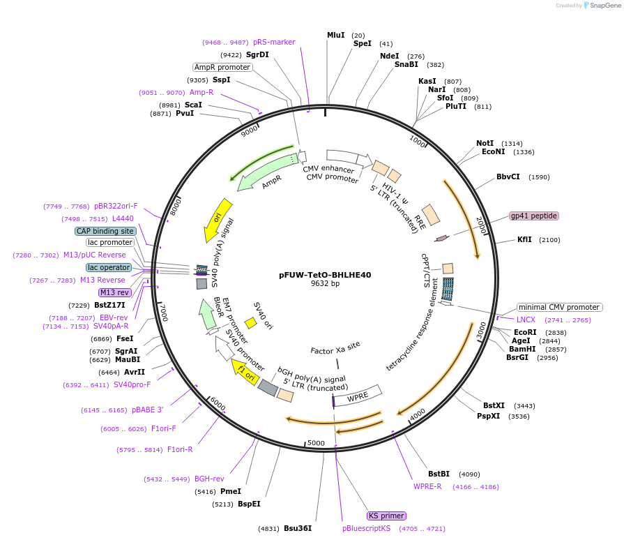 207186-plasmid-map-sequence-id-412215