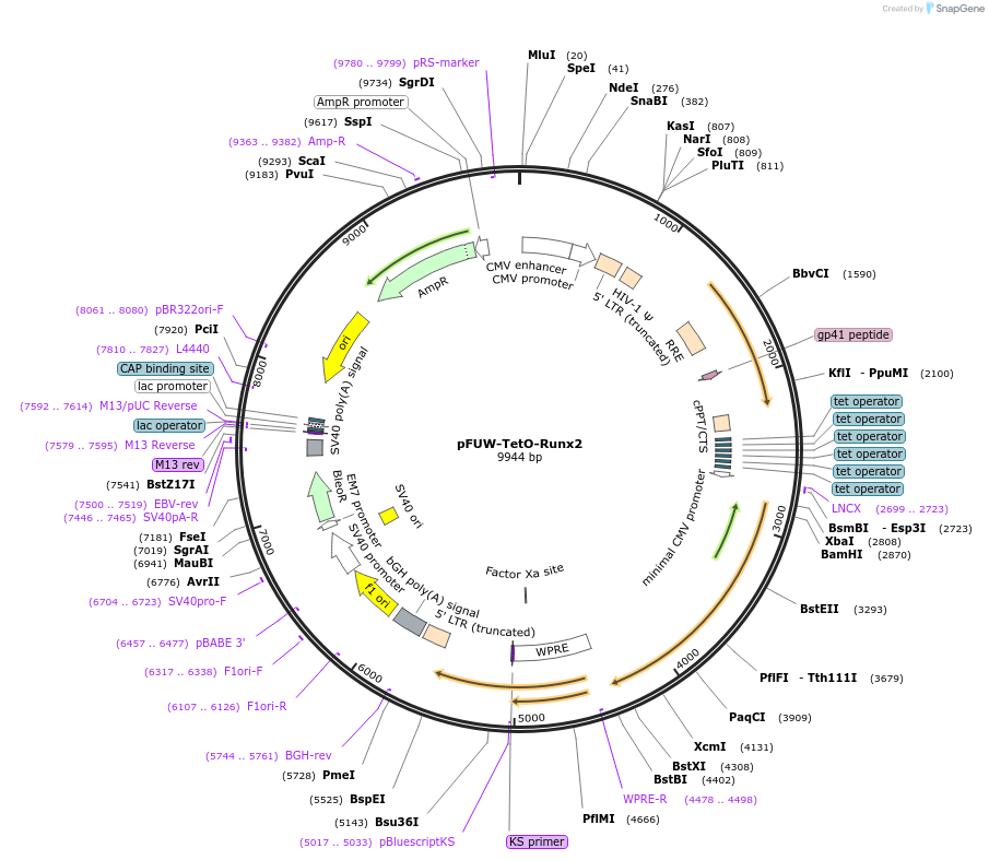 207225-plasmid-map-sequence-id-412252