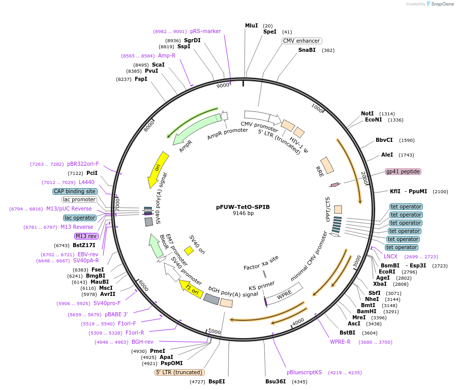 207226-plasmid-map-sequence-id-412262