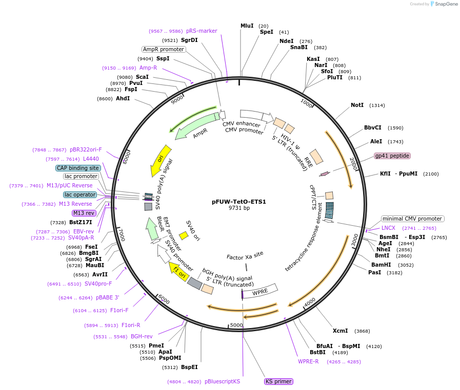 207208-plasmid-map-sequence-id-412281