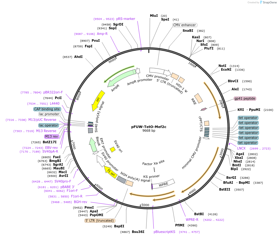 207221-plasmid-map-sequence-id-412312