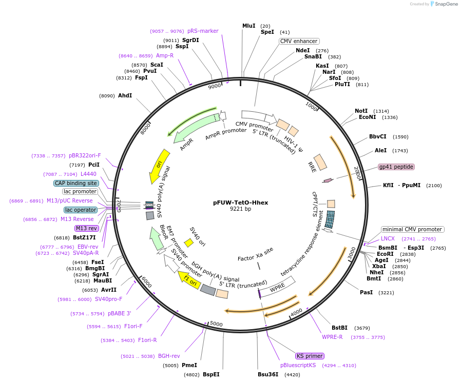 207212-plasmid-map-sequence-id-412314