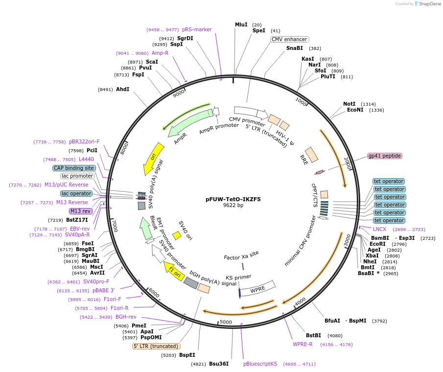 207218-plasmid-map-sequence-id-412335
