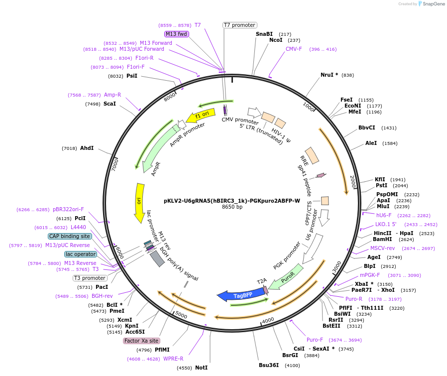208418-plasmid-map-sequence-id-413525