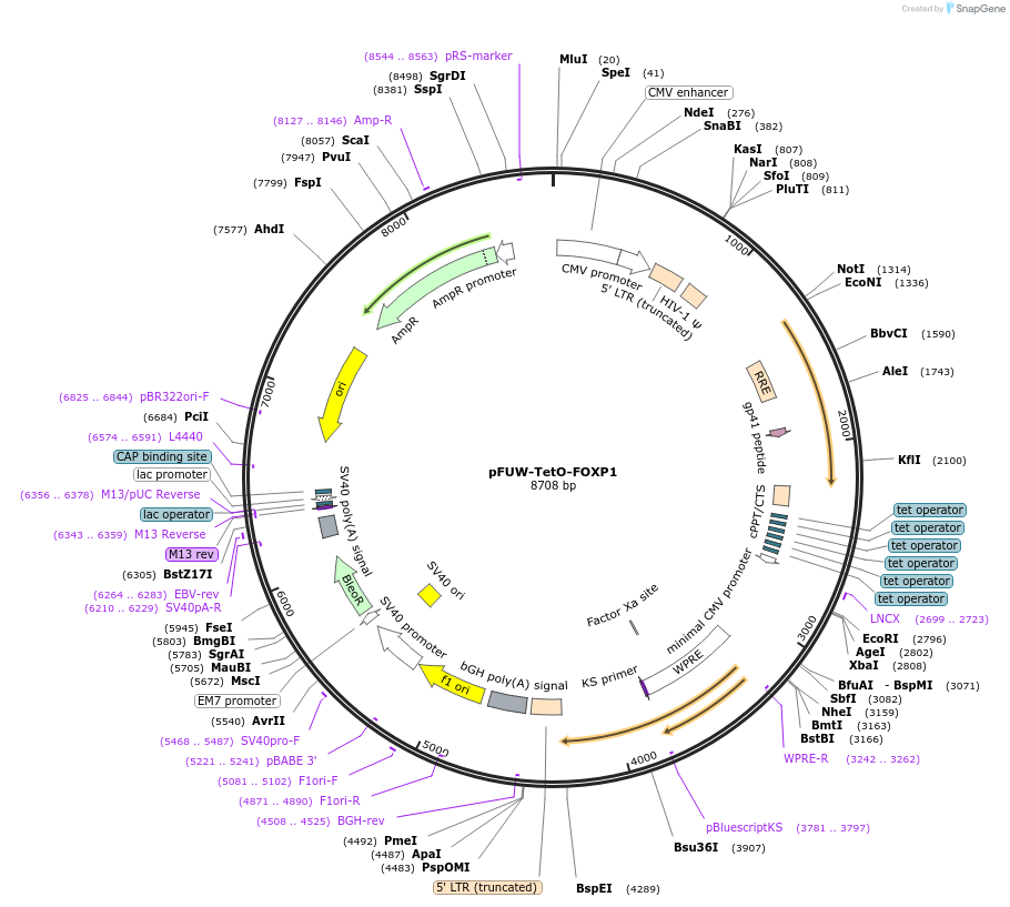207210-plasmid-map-sequence-id-414883