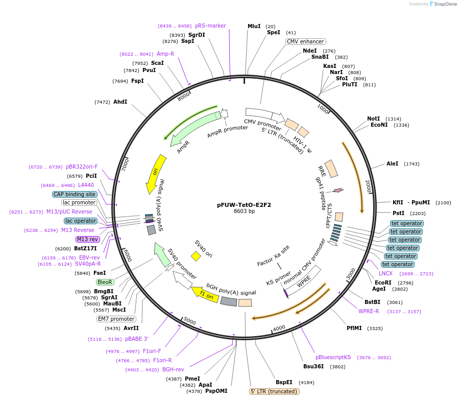 207187-plasmid-map-sequence-id-414884