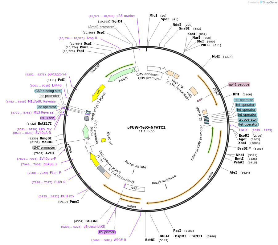 207191-plasmid-map-sequence-id-414885