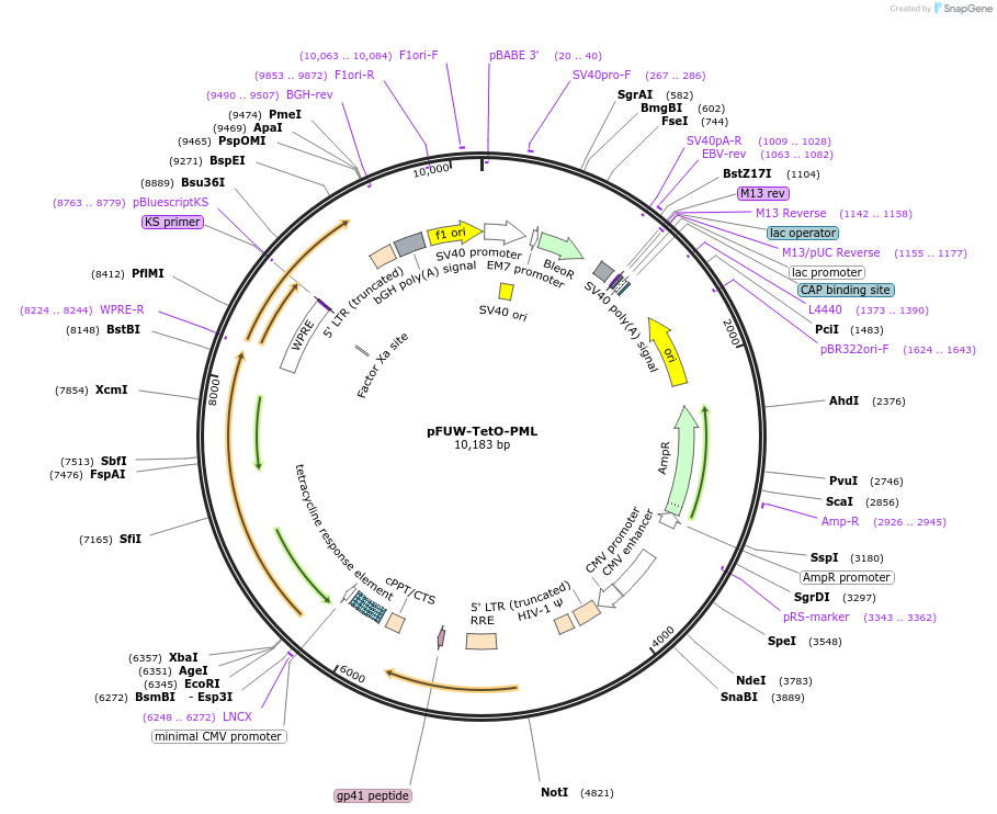 207224-plasmid-map-sequence-id-414887