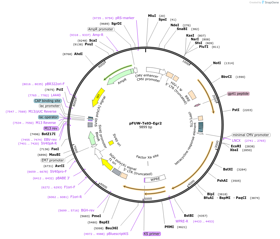 207188-plasmid-map-sequence-id-414891