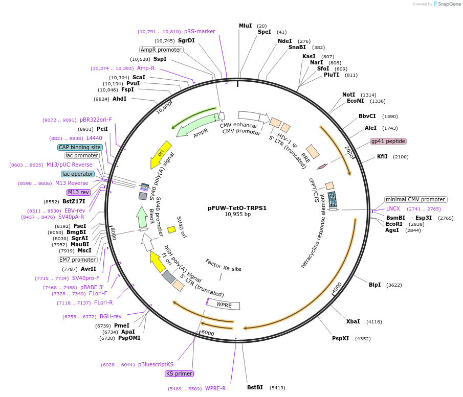 207202-plasmid-map-sequence-id-414895