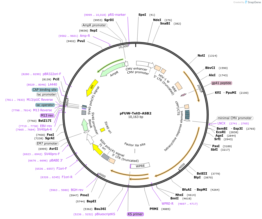 207185-plasmid-map-sequence-id-414898