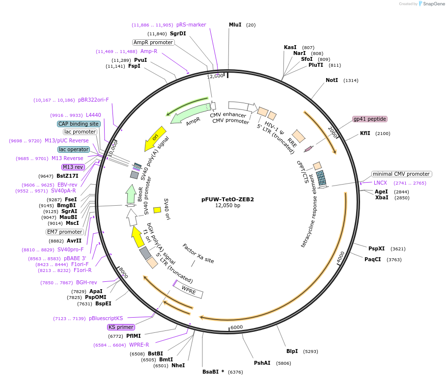 207203-plasmid-map-sequence-id-414903
