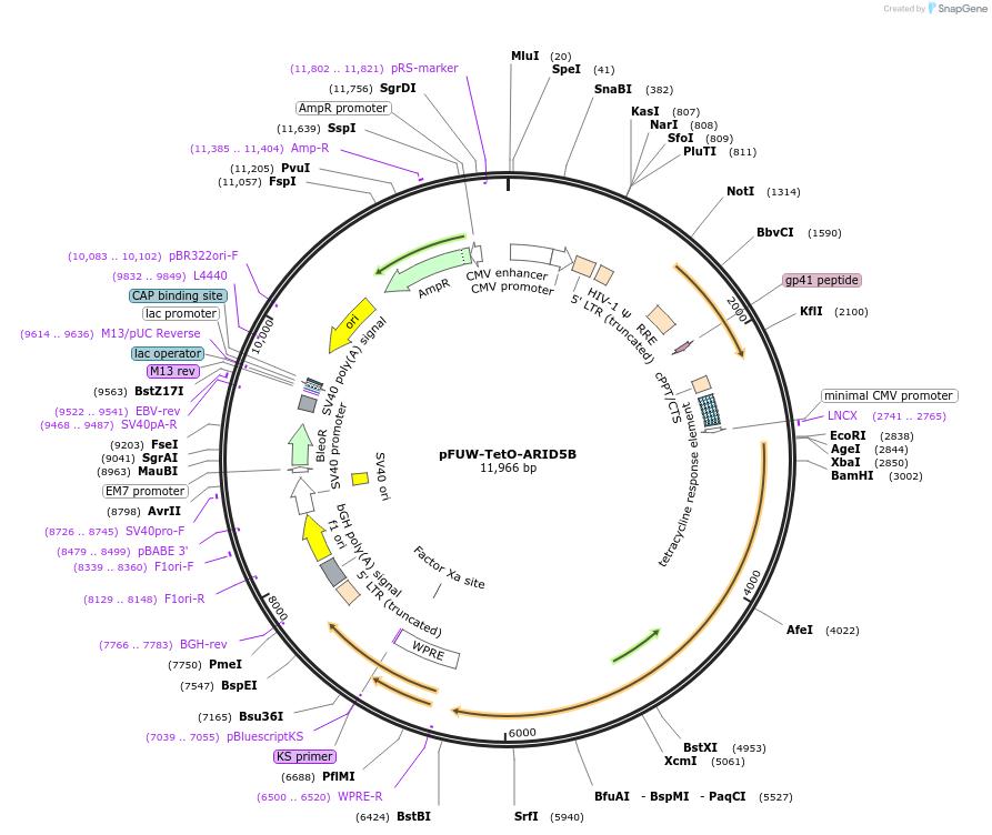 207184-plasmid-map-sequence-id-414906