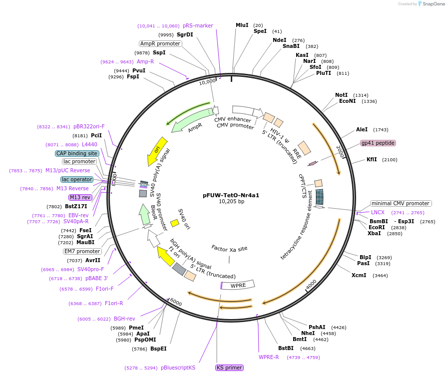 207194-plasmid-map-sequence-id-415031
