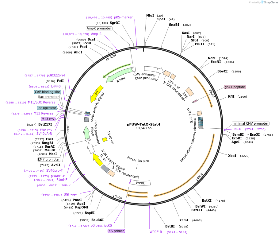 207199-plasmid-map-sequence-id-415032