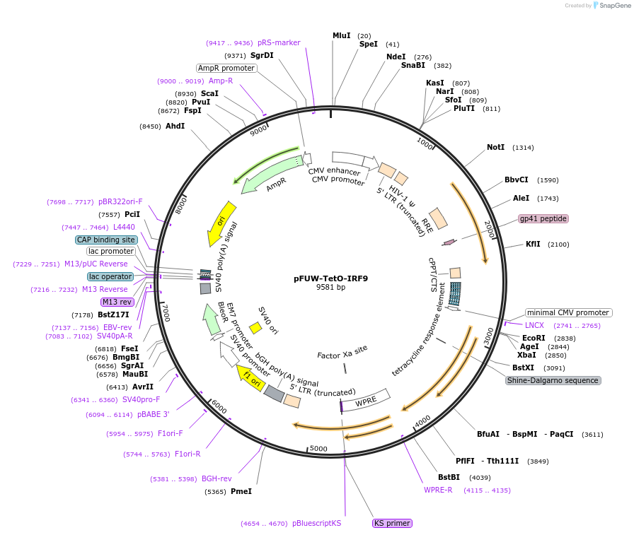 207219-plasmid-map-sequence-id-415033