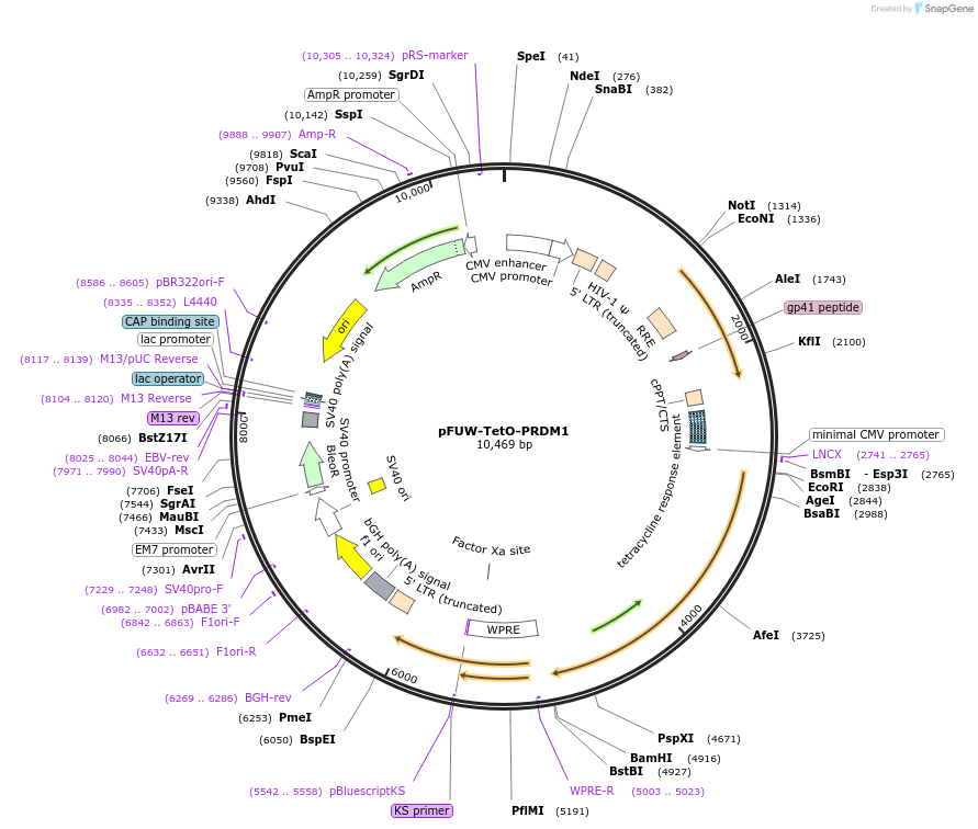 207196-plasmid-map-sequence-id-416290