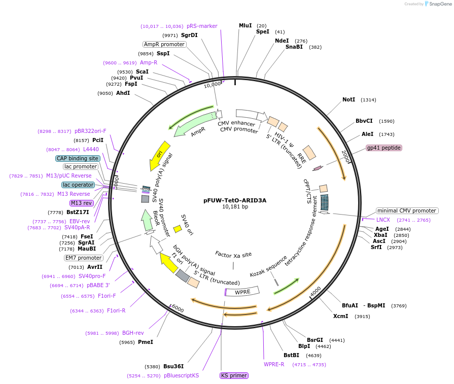 207204-plasmid-map-sequence-id-416292