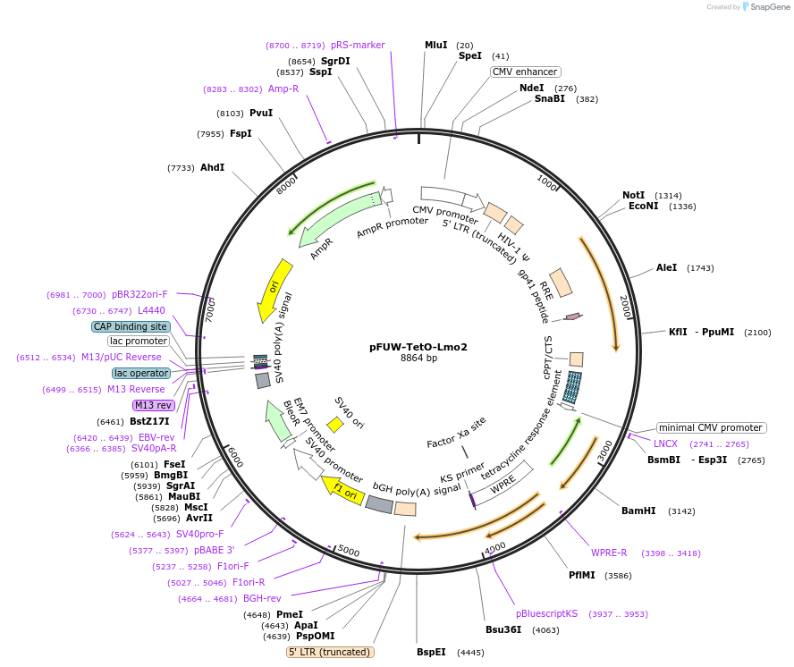 207220-plasmid-map-sequence-id-416300