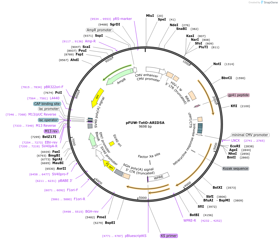 207205-plasmid-map-sequence-id-416302