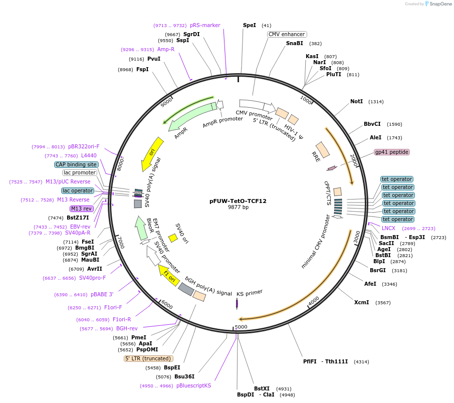 207228-plasmid-map-sequence-id-416303