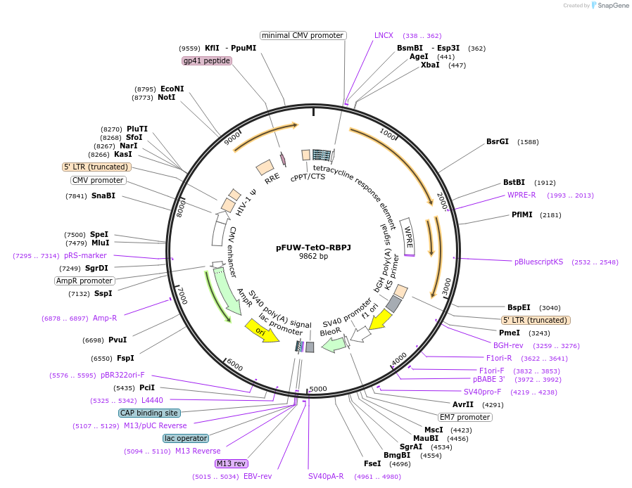 207197-plasmid-map-sequence-id-416334
