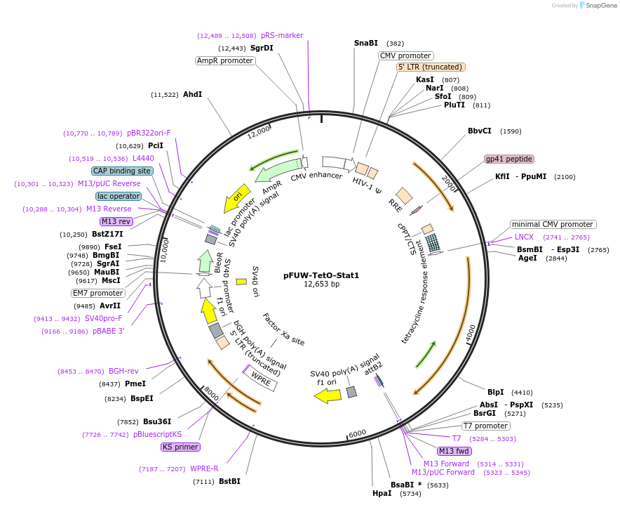 207227-plasmid-map-sequence-id-417063