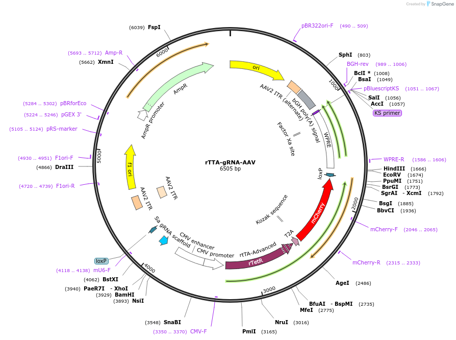 213036-plasmid-map-sequence-id-420432