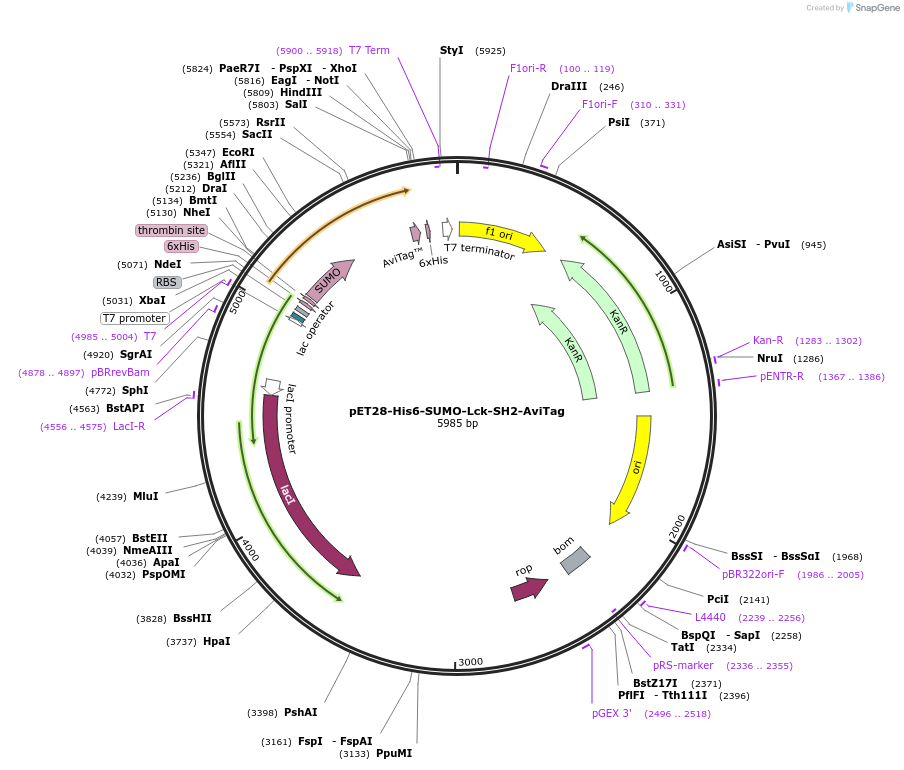 214203-plasmid-map-sequence-id-422773