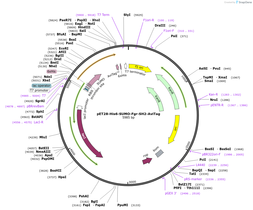 214205-plasmid-map-sequence-id-422780