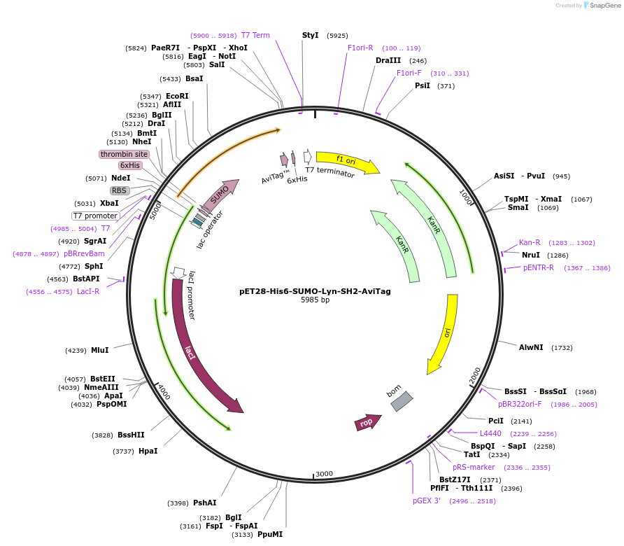 214207-plasmid-map-sequence-id-422791